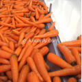 Υψηλής ποιότητας νέα καλλιέργεια φρέσκο ​​καρότο